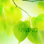 Аватар Листья на ветке (Spring / Весна)