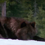 99px.ru аватар Бурый волк встает со снега на фоне леса