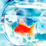 99px.ru аватар Золотая рыбка в аквариуме