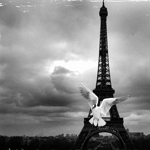 Аватар Пролетающий белый голубь на фоне эйфелевой башни / la tour Eiffel