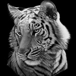 99px.ru аватар Тигр на черном фоне, художница Хизер Лара / Heather Lara