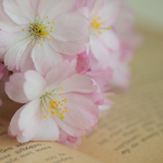 Аватар Розовые цветы лежат на книге