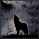 99px.ru аватар Волк в туманную ночь