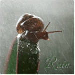 99px.ru аватар Улитка на листике в дождь, (rain / дождь)