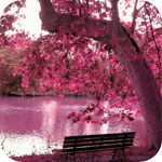 99px.ru аватар Кленовое дерево с розовой листвой у озера и скамейкой рядом