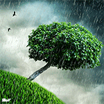 99px.ru аватар Зеленое дерево под дождем