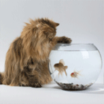 99px.ru аватар Кот наблюдает за плавающими рыбками в аквариуме на белом фоне
