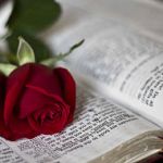 Аватар Красная роза лежит на страницах открытой книге