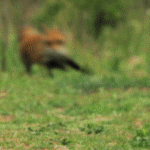 Аватар Пробегающая, по зеленой траве, лиса