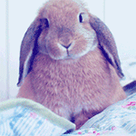 99px.ru аватар Кролик, сидя на кровати, жует что-то