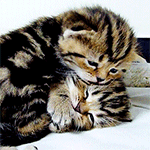 99px.ru аватар Трехцветный котенок вылизывает такого же котенка