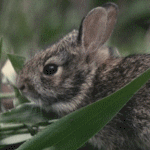 99px.ru аватар Сидящий в траве кролик