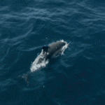 99px.ru аватар Плывущий в море дельфин