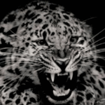 99px.ru аватар Рычащий леопард на черном фоне
