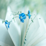 Аватар Незабудки на листах книги, Book of Summer / Книга лета, фотограф Kerstin (sternenfern)