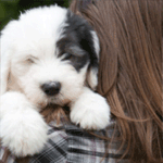 99px.ru аватар Девушка держит на руках щенка бобтейла