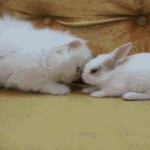 99px.ru аватар Котенок обнюхивает кролика на диване