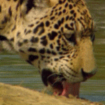 99px.ru аватар Леопард пьет из водоема