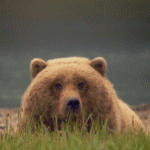 99px.ru аватар Медведь гризли лежит в траве, на фоне протекающей реки