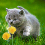 99px.ru аватар Серый котенок британской породы нюхает одуванчики, стоя в траве