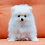 99px.ru аватар Маленький беленький пушистый щенок сидит на диване