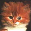 Аватар Милый рыжий котенок