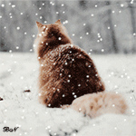 Аватар Рыжий кот сидит спиной на снегу