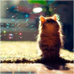99px.ru аватар Котенок сидит на ковре и смотрит на мыльные пузыри