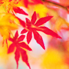 Аватар Осенние красные и желтые кленовые листья
