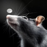 99px.ru аватар Серая крыса на фоне ночного неба и луны
