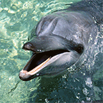 99px.ru аватар Дельфин в воде