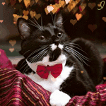 99px.ru аватар Черный кот в красной бабочке, лежащий на красном полотне, засмотрелся на мерцающие сердечки
