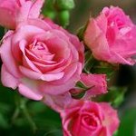 99px.ru аватар Яркие розовые розы
