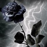 Аватар Темная роза с листьями