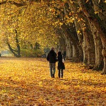 99px.ru аватар Влюбленная пара гуляет по аллее, усыпанной осенними листьями