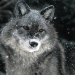 99px.ru аватар Серый волк со сверкающими глазами, покрытый падающими снежинками