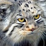 99px.ru аватар Кот манул / Felis manul с желтыми глазами