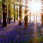 Аватар Солнечные лучи светят сквозь деревья в лесу, восход солнца