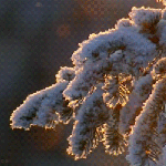 99px.ru аватар Снег на фоне заснеженной ветки ели