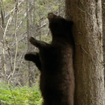 99px.ru аватар Бурый медведь чешется спиной о дерево в лесу