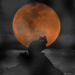 99px.ru аватар Кот сидит на фоне полной луны