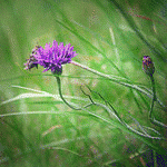 99px.ru аватар Фиолетовый цветок в траве