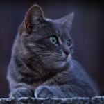 99px.ru аватар Дымчатый котенок смотрит в сторону