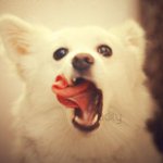 Аватар Белый щенок с высунутым языком