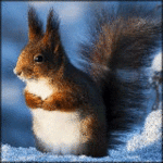 99px.ru аватар Белочка, сидящая на снегу на синем фоне
