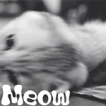 99px.ru аватар Кошка с короткими ушками поворачивается набок (Meow / Мяу)