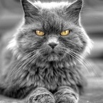 Аватар Кот с желтыми глазами