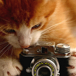 99px.ru аватар Рыжий кот наблюдает как в объективе фотоаппарата появляется птичка