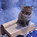 99px.ru аватар Серый, полосатый, гладкошерстный котенок сидит на раскрытой книге