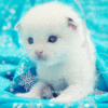 99px.ru аватар Белый котенок лежит на голубой ткани
